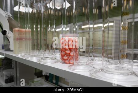 Die sauberen Laborutensilien. Stockfoto