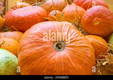 Nahaufnahme der Kürbisse. Orangen-Kürbisse und Kohl auf Stroh Stockfoto