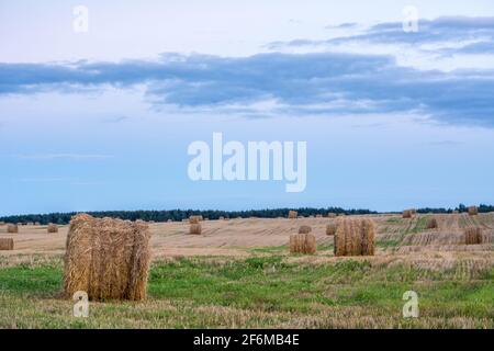 Feld unter dem blauen Himmel. Auf dem Feld liegt Stroh in Ballen gesammelt Stockfoto