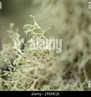 Verlassene Graden in feuchter Umgebung, mit Baumflechten bedeckte Äste, natürlicher Makro-floraler Hintergrund Stockfoto