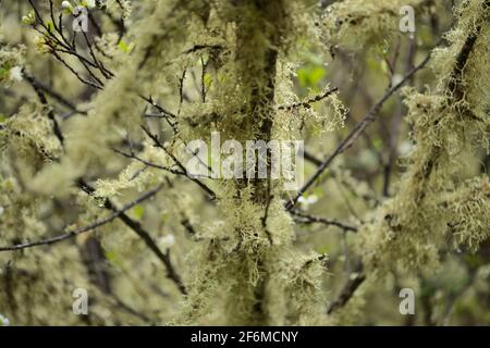 Verlassene Graden in feuchter Umgebung, mit Baumflechten bedeckte Äste, natürlicher Makro-floraler Hintergrund Stockfoto