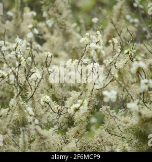 Verlassene Graden in feuchter Umgebung, mit Baumflechten bedeckte Äste, natürlicher Makro-floraler Hintergrund Stockfoto