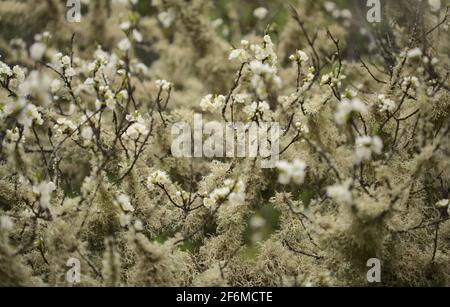 Verlassene Graden in feuchter Umgebung, mit Baumflechten bedeckte Äste, natürlicher Makro-floraler Hintergrund Stockfoto