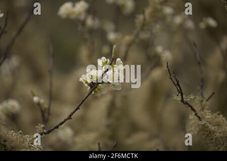 Verlassene Graden in feuchter Umgebung, mit Baumflechten bedeckte Äste, natürlicher Makro-floraler Hintergrund Stockfoto