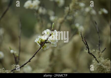 Verlassene Graden in feuchter Umgebung, mit Baumflechten bedeckte Äste, natürlicher Makro-floraler Hintergrund Stockfoto