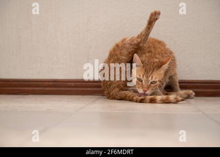 Katze leckt sich nach einem Bad Stockfoto