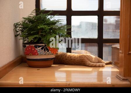 Katze in Innenräumen, die vor einem Fenster ruht Stockfoto