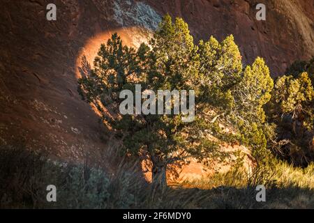 Licht und Schatten. Einzelner Baum, der von der Sonne beleuchtet wird, die durch einen Bogen im Arches National Park, Utah, scheint Stockfoto
