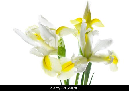 Weiße Irisblume isoliert auf weißem Hintergrund. Stockfoto