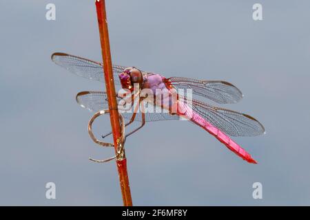 Ein Roseatenskimmer, Orthemis ferruginea, ruht auf einem Zweig. Stockfoto