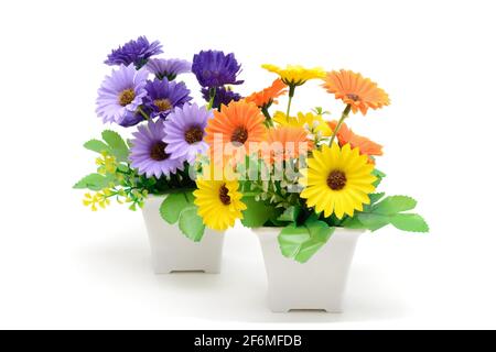 Haushaltsblumen in Töpfen. Gerbera Mischanlage. Inneneinrichtung. Isoliert auf weißem Hintergrund. Stockfoto