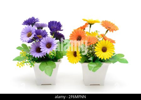 Zwei blühende Pflanzen in Töpfen. Gerbera ist violett und gelb. Inneneinrichtung. Isoliert auf weißem Hintergrund. Stockfoto