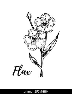 Handgezeichneter Flachszweig mit Blumen. Vektorgrafik im Skizzenstil für Leinensamen und Ölverpackungen Stock Vektor