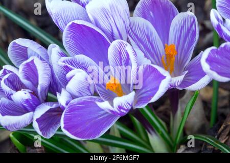 März Krokusse eröffnet Stockfoto