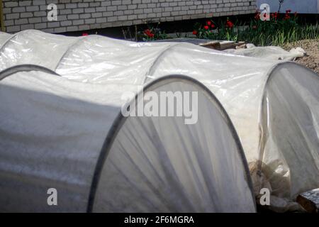 Unschärfe-Effekte bei zwei niedrigen Tunnelgewächshäusern im Garten. Vor dem Hintergrund eines weißen Hauses und Tulpen. Gartenarbeit und Gartenarbeit. Technologien für Wachstum Stockfoto