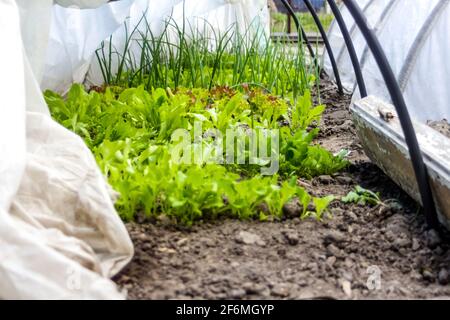 Unschärfe-Nahaufnahme von zwei niedrigen Tunnelgewächshäusern. Lauch und Zwiebeln, Salat, Salat wächst. Grüne im Gewächshaus. Gartenbau und Landwirtschaft. Bio-vegetabl Stockfoto