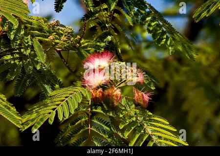 Albizia julibrissin Durazz oder persischer Mimosenbaum mit schönen Blumen in Nisovo, Bulgarien Stockfoto