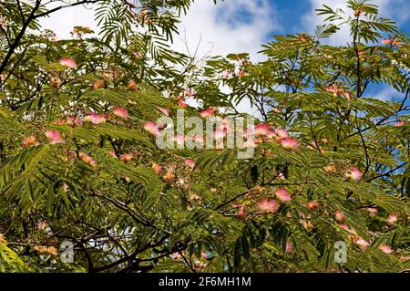 Albizia julibrissin Durazz oder persischer Mimosenbaum mit schönen Blumen in Nisovo, Bulgarien Stockfoto