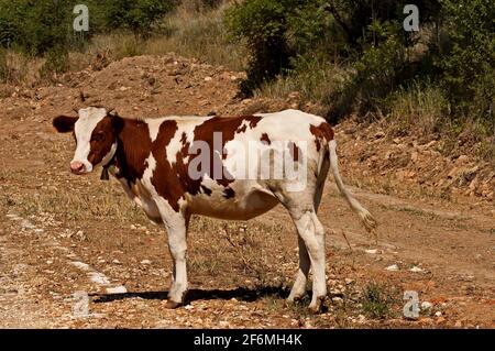 Ein junges Kalb weiß mit roten Flecken schaut um die Straße und sucht nach der Herde, Nisovo, Bulgarien Stockfoto