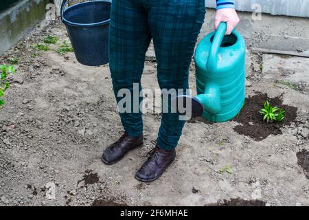 Der Gärtner mit Unschärfe-Effekt steht auf einem Bett. Der Bauer hält eine grüne Gießkannne mit einem schwarzen Eimer. Grüne. Gartenbau und Landwirtschaft. Verschwommenes Rückenfest Stockfoto