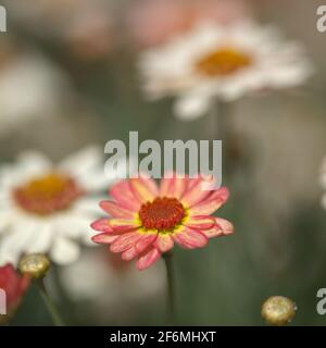 Blüten von Argyranthemum, marguerite Gänseblümchen endemisch auf den Kanarischen Inseln, rosa und gelbe Gartenart Stockfoto