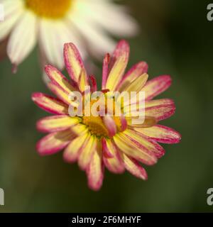 Blüten von Argyranthemum, marguerite Gänseblümchen endemisch auf den Kanarischen Inseln, rosa und gelbe Gartenart Stockfoto