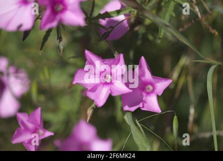 Flora von Gran Canaria - Ipomoea pes-caprae, Strand Morgen Glory natürlichen Makro-floralen Hintergrund Stockfoto
