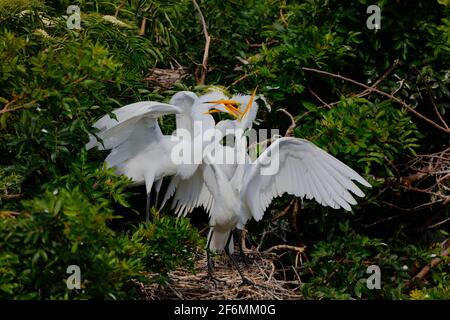 Silberreiher, Ardea alba, Sparring. Stockfoto