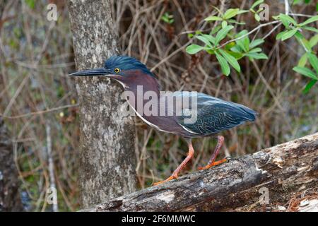 Ein grüner Reiher, Butorides virescens, der in einem Sumpf nach Nahrung futteriert. Stockfoto