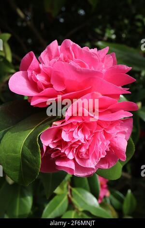 Camellia x williamsii ‘Debbie’ Camellia Debbie – tiefrosa Halbblüten mit zerzauste Mitte, April, England, Großbritannien Stockfoto