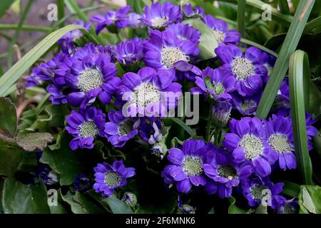 Cineraria Senecio cruentus Hybrid Pericallis Hybrid, Blumenhändler Cineraria, dunkelviolette, kurze Blütenblätter, Gänseblümchen-ähnliche Blumen mit reflexartigen Blütenblättern, April, Stockfoto