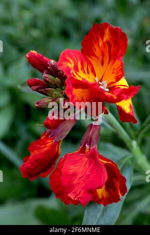 Erysimum cheiri ‘Scarlet bedder’ mit Mosaikvirus Wallflower Scarlet bedder – orange und gelbe Blüten mit roten Streifen, April, England, Großbritannien Stockfoto