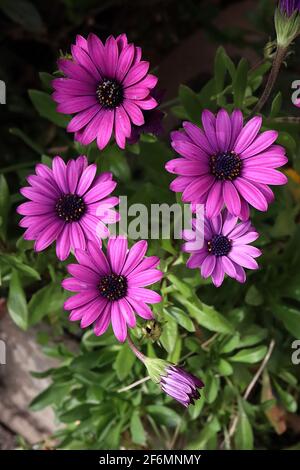 Osteospermum ecklonis ‘Tradewinds Deep Purple’ dunkelviolette afrikanische Gänseblümchen – regnerisch verwüstete violette Gänseblümchenähnliche Blume mit schwarzem Zentrum, April, England, Großbritannien Stockfoto