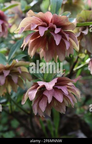 Helleborus x hybridus ‘Double Ellen Red’ Hellebore Double Ellen Red – dunkelrosa Blüten mit Adern und feinen weißen Konturen, April, England, Großbritannien Stockfoto