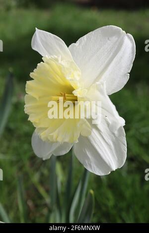 Narcissus / Daffodil ‘Ice Follies’ Division 2 großschalige Daffodils, Zitronenblüten und goldgelbe Trompete, April, England, Großbritannien Stockfoto