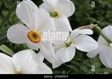 Narcissus / Daffodil Poeticus var. recurvus Division 13 Botanischer Name Daffodil – weiße Blütenblätter und kleine gelbe Tasse mit rotem Rand, Stockfoto