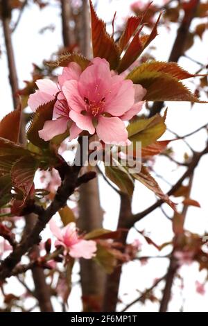 Prunus sargentii ‘Sargents Cherry’ Sargents Cherry – einzelne rosa Blüten und bronzegrüne Blätter, April, England, Großbritannien Stockfoto