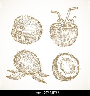 Handgezeichnete Früchte Vektor Illustrationen Kollektion. Kokosnüsse Skizzen Set. Natürliche Exotische Lebensmittel-Doodles. Isoliert Stock Vektor