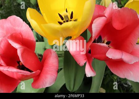 Tulipa / Tulip ‘Pink Impression’ Tulipa / Tulip ‘Golden Parade’ Darwin Hybrid 4 sehr große rosa und gelbe Tulpen, April, England, Großbritannien Stockfoto