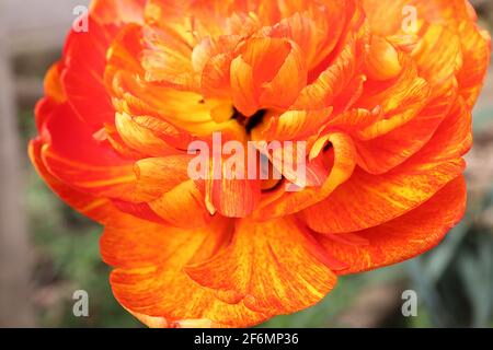 Tulipa ‘Sunlover’ Double Late 11 Sunlover Tulpe - doppelte tiefgelbe Blüten, meliert rot, meliert orange, April, England, VEREINIGTES KÖNIGREICH Stockfoto