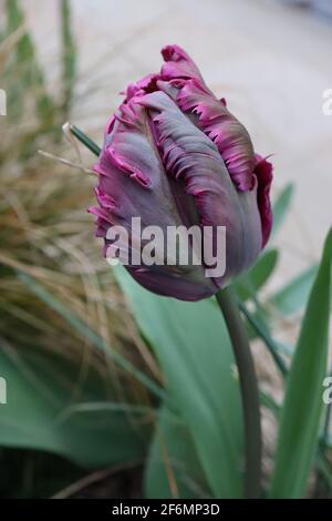 Tulipa gesneriana var dracontia ‘Schwarzer Papagei’ Papagei 10 Schwarzer Papageientulpe - verdrehte schwarz-violette Blütenblätter, magentafarbene Ränder, schwache grüne Flammen, April Stockfoto