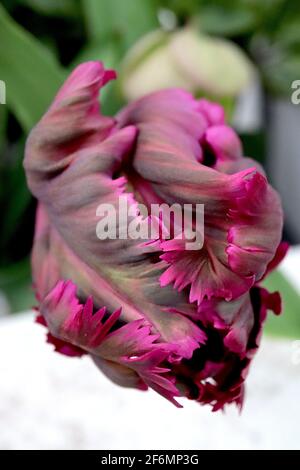 Tulipa gesneriana var dracontia ‘Schwarzer Papagei’ Papagei 10 Schwarzer Papageientulpe - verdrehte schwarz-violette Blütenblätter, magentafarbene Ränder, schwache grüne Flammen, April Stockfoto