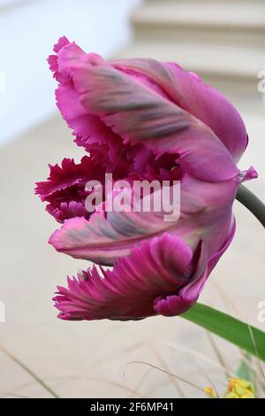 Tulipa gesneriana var dracontia ‘Schwarzer Papagei’ Papagei 10 Schwarzer Papageientulpe - verdrehte schwarz-violette Blütenblätter, magentafarbene Ränder, schwache grüne Flammen, April Stockfoto