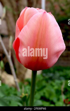 Tulipa ‘Salmon Impression’ Darwin Hybrid 4 Lachs Impression Tulpe - tiefrosa Blüten, breite hellrosa Ränder, schwach grün bündig, April, England, Großbritannien Stockfoto