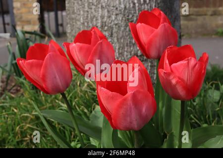 Tulipa ‘Red Power’ Triumph Tulpe 3 Red Power Tulpe – rote Blüten, dunkelrosa, blassrosa Mittelrippe, April, England, Großbritannien Stockfoto