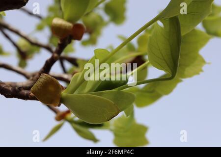 Liriodendron tulipifera Tulpenbaum – Tulpenförmige, frische grüne Blätter an hängenden Zweigen, April, England, Großbritannien Stockfoto