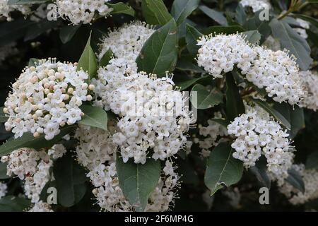 Viburnum tinus ‘French White’ laurustinus French White – Trauben von kleinen duftenden weißen Blüten und großen ledrigen Blättern, April, England, Großbritannien Stockfoto