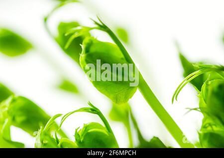 Grünerbsensämlinge, Vorderansicht und Nahaufnahme. Microgreens von Pisum sativum. Grüne Triebe, junge Pflanzen und Sprossen, als Garnierung oder Blattgemüse verwendet. Stockfoto