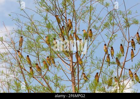 Eine Herde von Zedernwachsflügeln, Bombycilla cedrorum, thront in Zypressen. Stockfoto