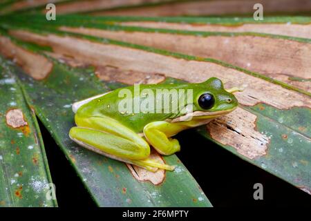 Ein amerikanischer grüner Baumfrosch, Hyla cinerea, der aus einer Palmwedel Futter ergietet. Stockfoto